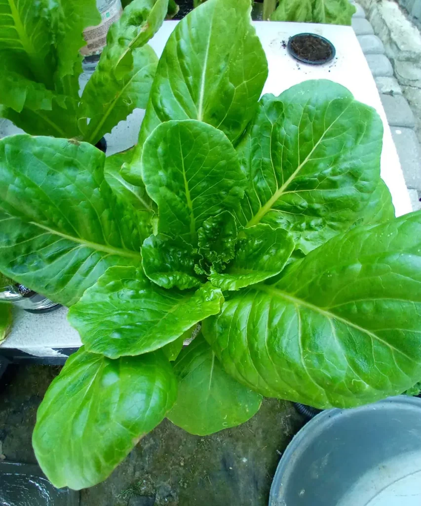 A 43-day-old hydroponic lettuce plant with stunted growth and a dense dark green leaf rosette caused by over-fertilization and high EC levels.
