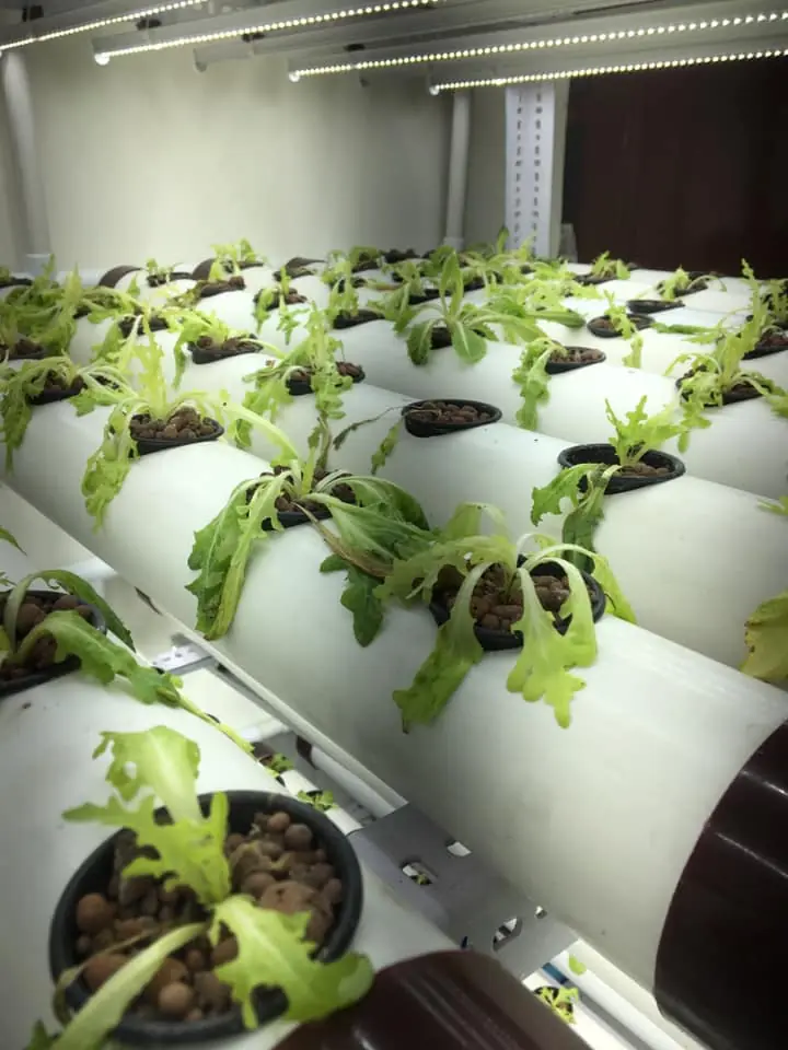 Top Reasons Why Hydroponic Leaves Wilt and How to Fix Them