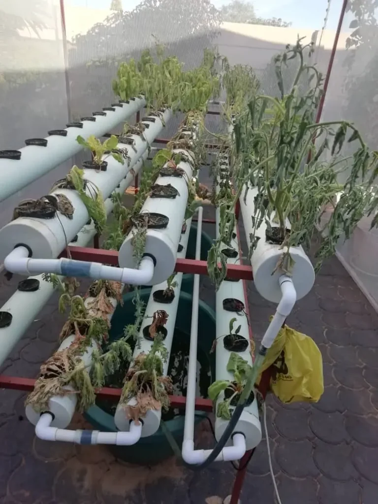 wilting because of blackout