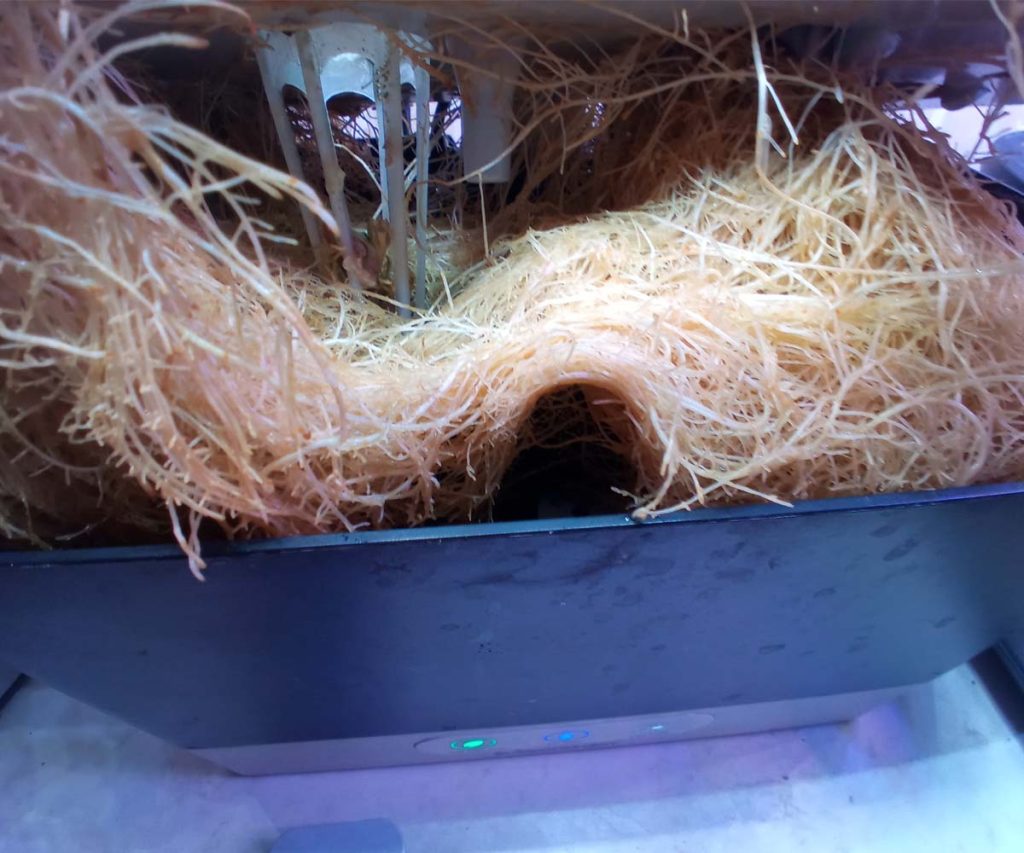A massive, dense mass of tan hydroponic roots completely filling the inner water tank of an AeroGarden system and crowding the central pump housing.