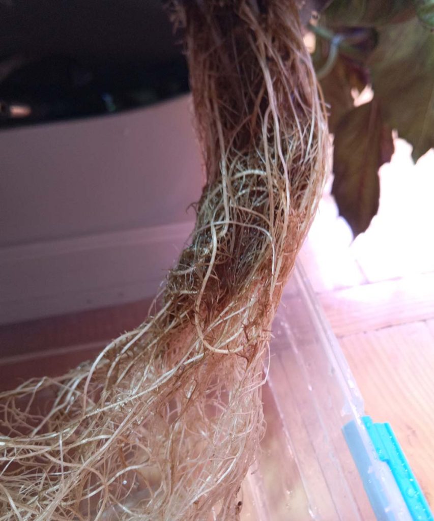 A thick bundle of tangled, slightly discolored tan and brown hydroponic roots lifted out of an AeroGarden tank.