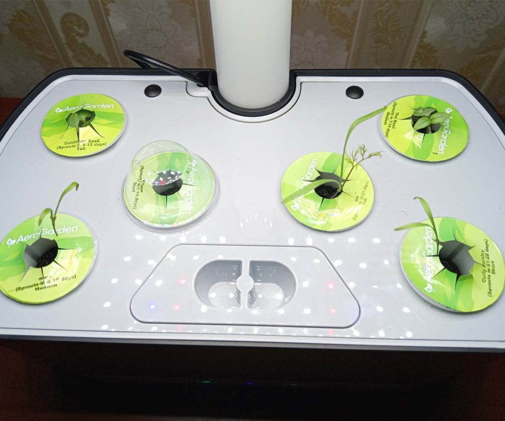 Young herb seedlings emerging from green pods in a compact AeroGarden Harvest countertop system.