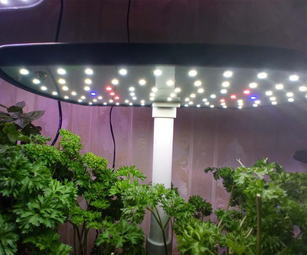 Close-up of an active AeroGarden Harvest LED light panel positioned directly above green parsley plants.