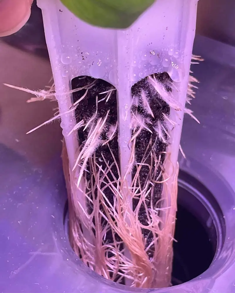 air root in aerogarden