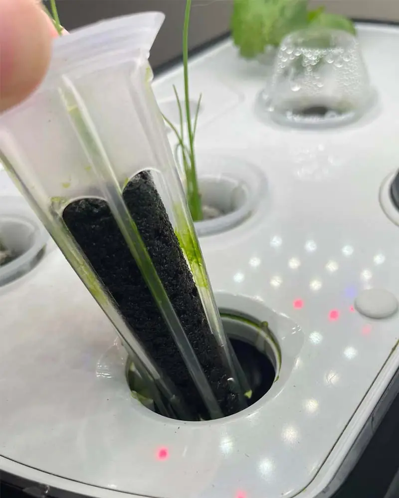 algae-in-aerogarden