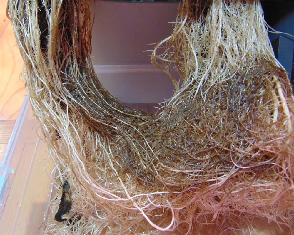 A dense mass of hydroponic basil roots showing dark brown, slimy discoloration from root rot before pruning.
