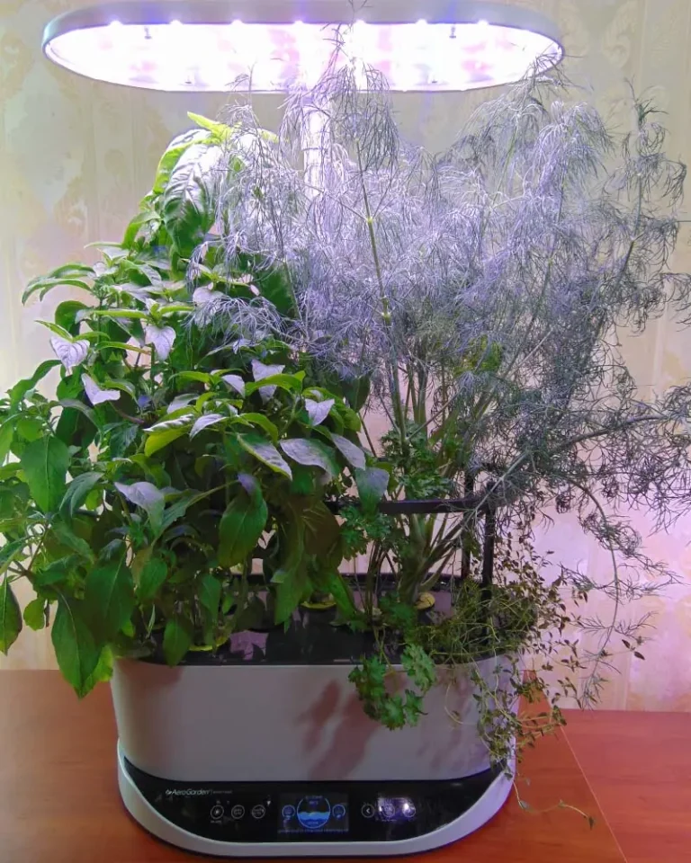 6 Best Plants to Grow in AeroGarden Bounty