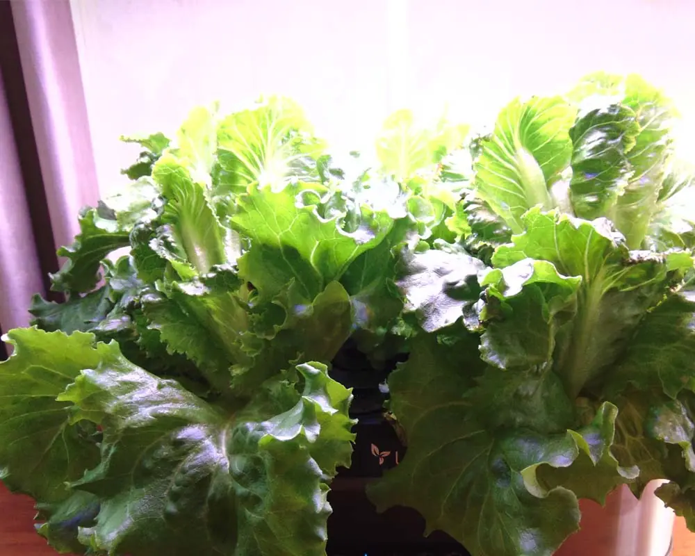 best plants for aerogarden bounty