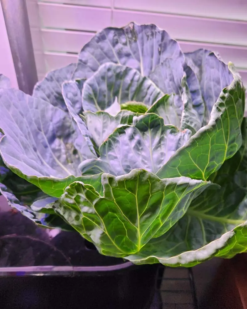 cabbage