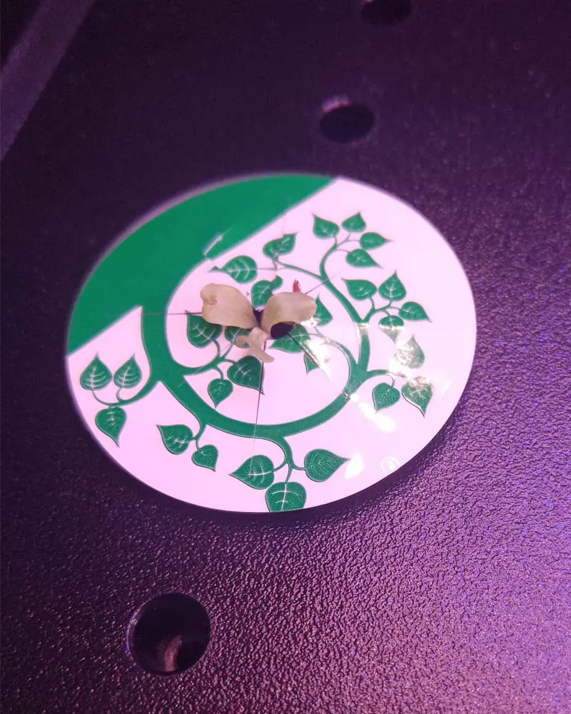 Growing lettuce in IDOO first week