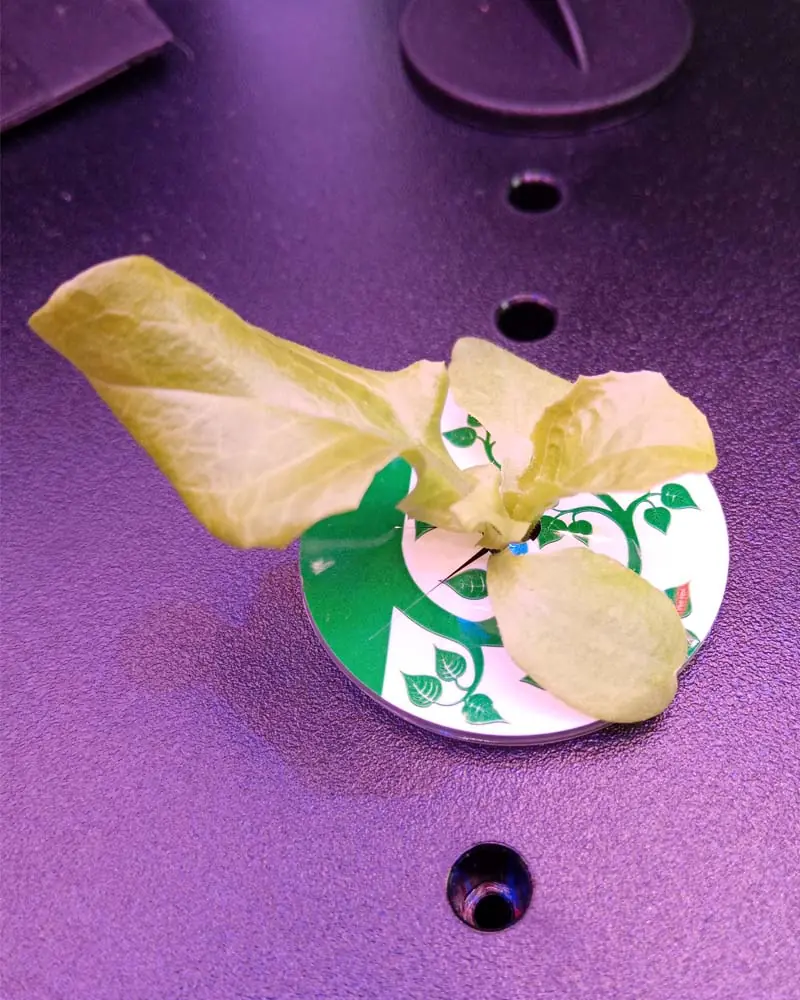 Growing lettuce in IDOO second week