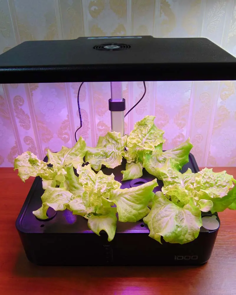 Growing lettuce in IDOO third week