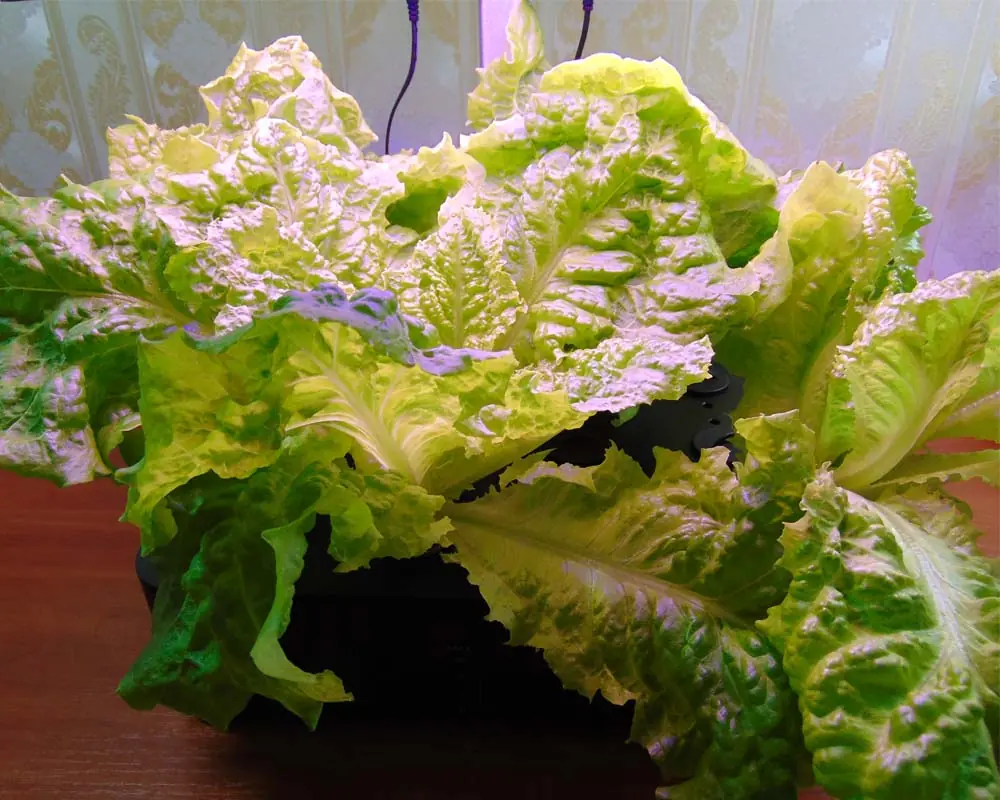 Growing lettuce in IDOO fourth week