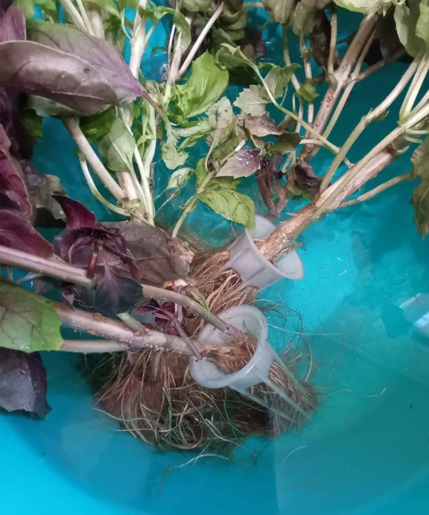 Hydroponic basil plants with roots submerged in a diluted hydrogen peroxide bath inside a blue container to treat root rot.