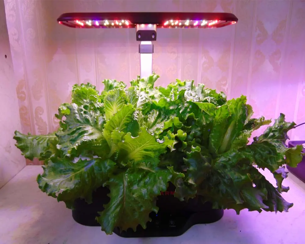 increase hydroponic yelds