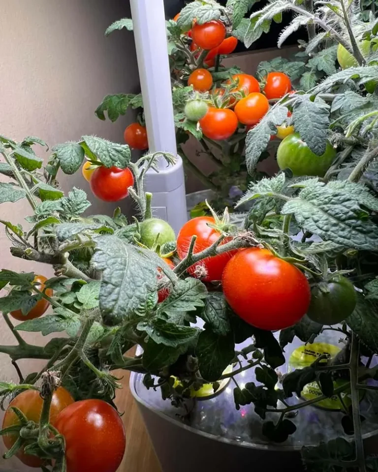 6 Proven Growth Tips to Maximize Hydroponic Yields