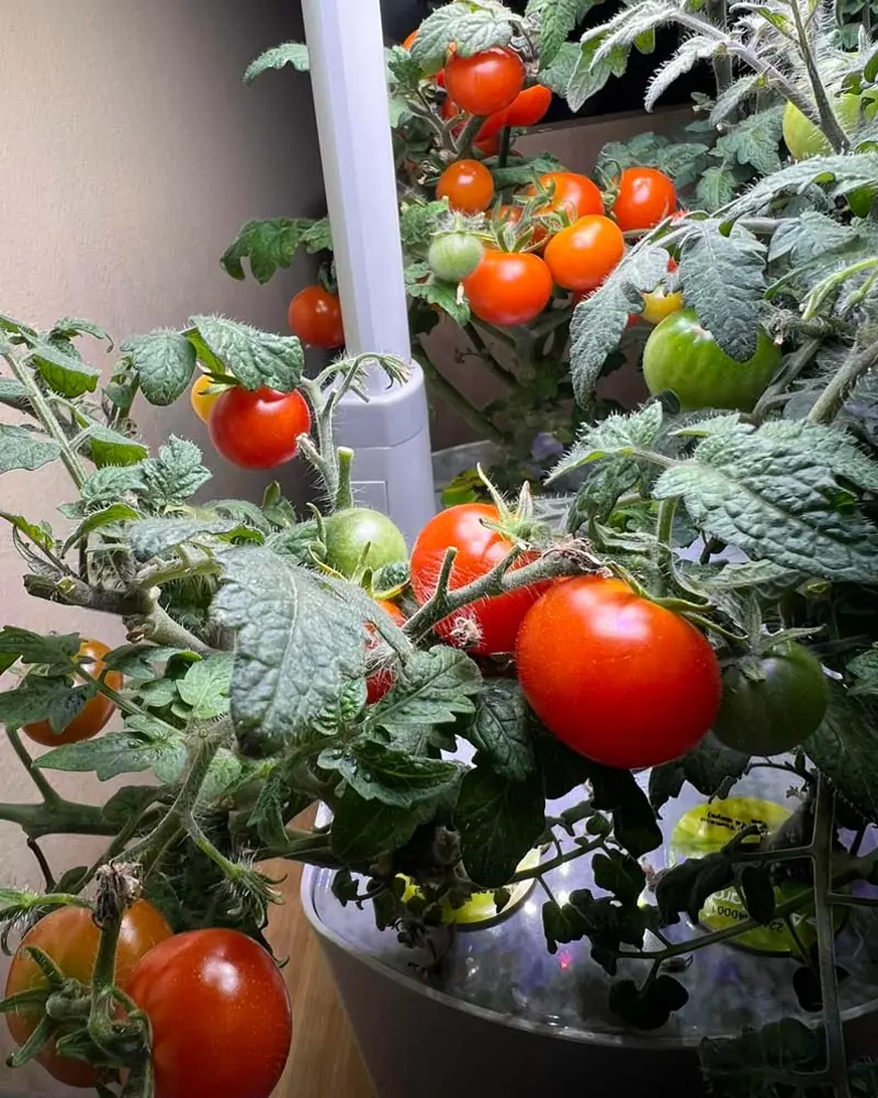 increase hydroponic yelds