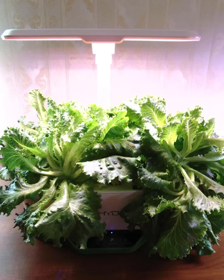 Why Your Desktop Hydroponic Lettuce is Stalling (6 Small-System Fixes)