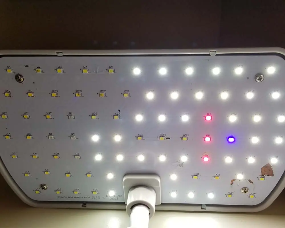 lettuce-grows-slowly-because-of-lack-of-light