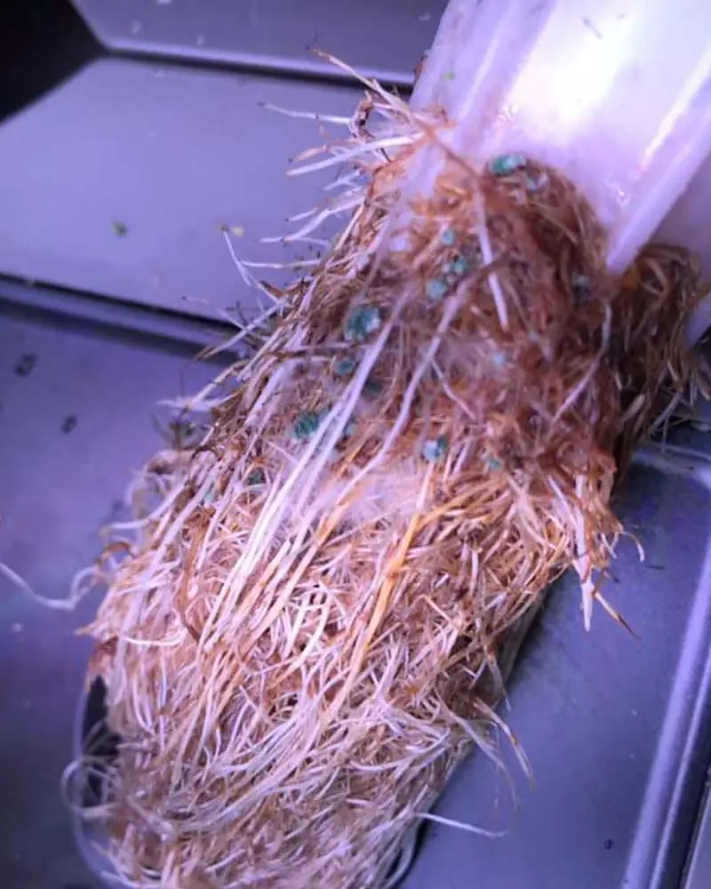 mold on aerogarden roots