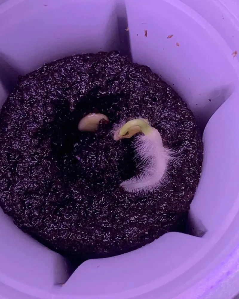 mold on aerogarden seedlings