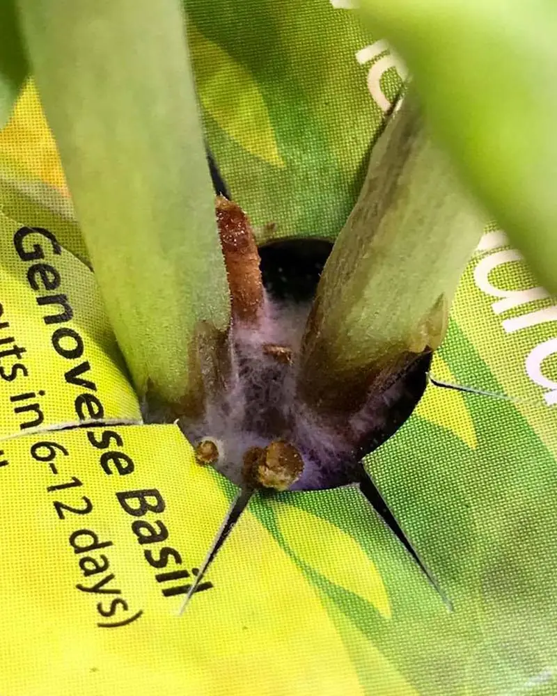 mold on aerogarden sponge