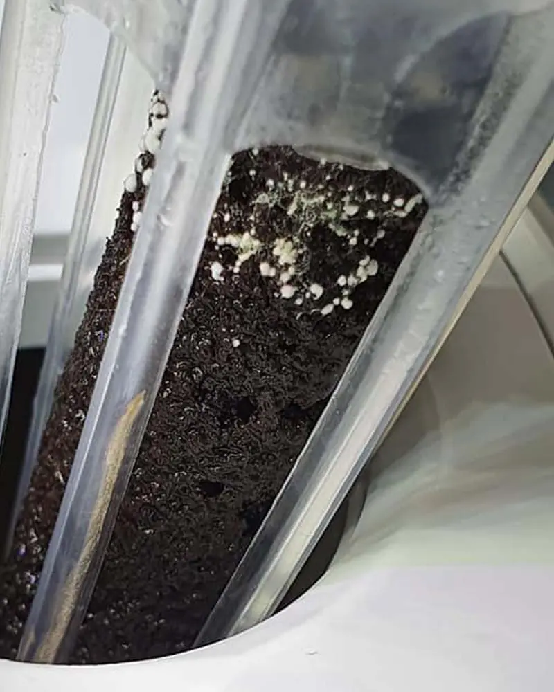 mold on aerogarden sponge