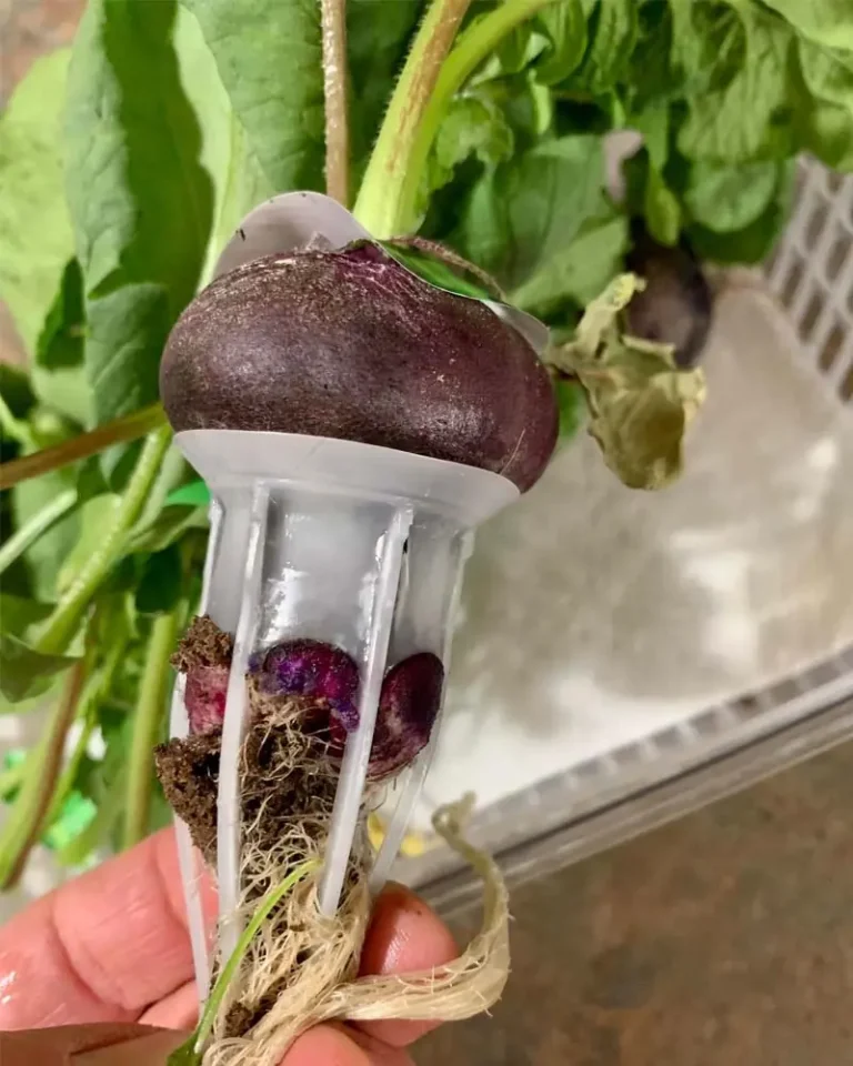 What NOT to Grow in a Desktop Hydroponic Garden