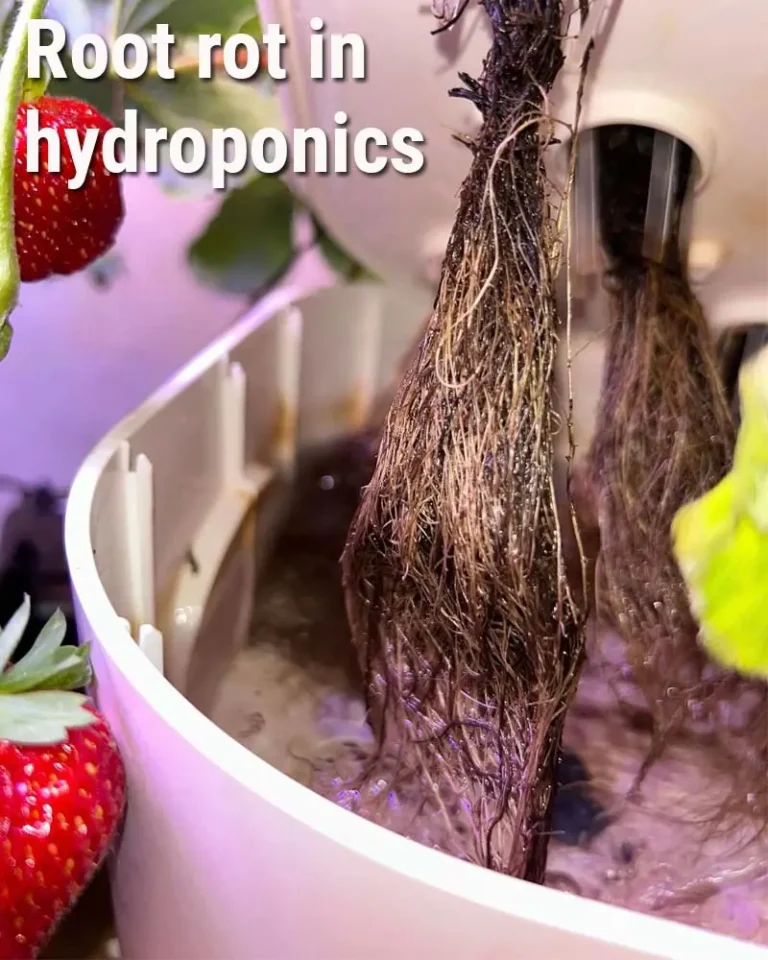 6 Steps to Stop Root Rot in AeroGarden & iDOO