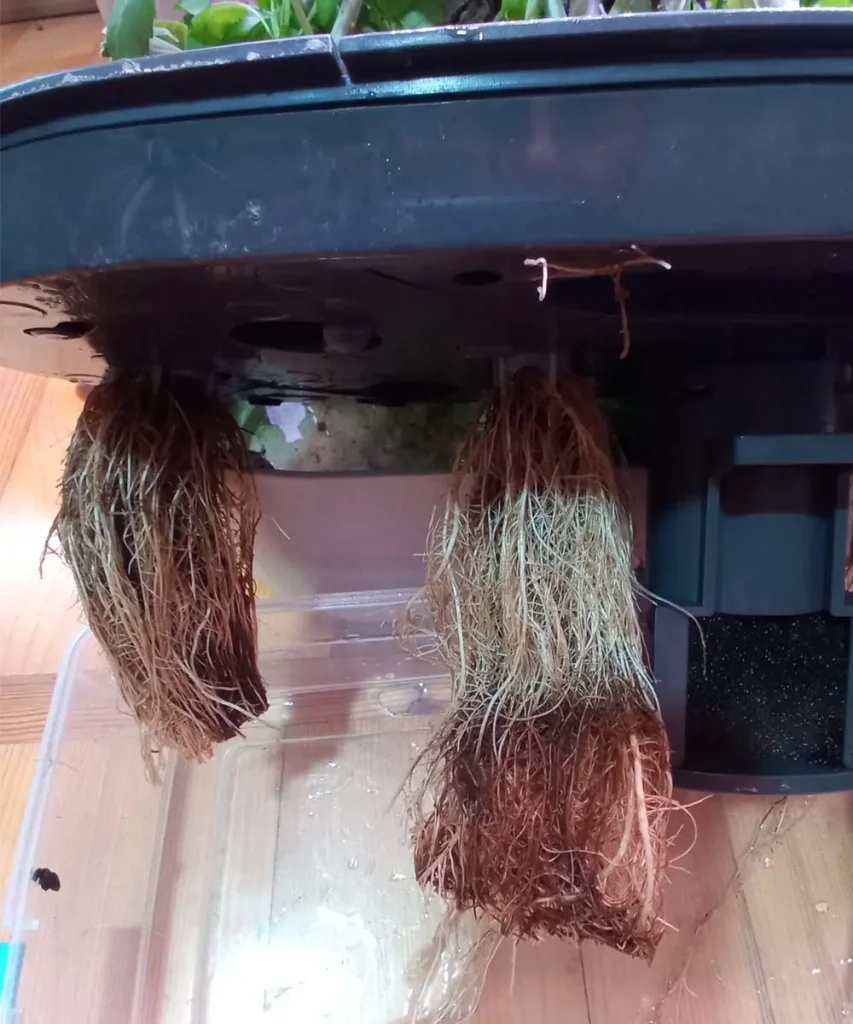 Pruned basil roots hanging from an AeroGarden grow deck after trimming away brown, dead root rot tissue.