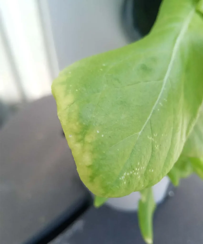 Hydroponic lettuce leaf showing pale green and yellowing margins caused by high pH levels and nutrient lockout.
