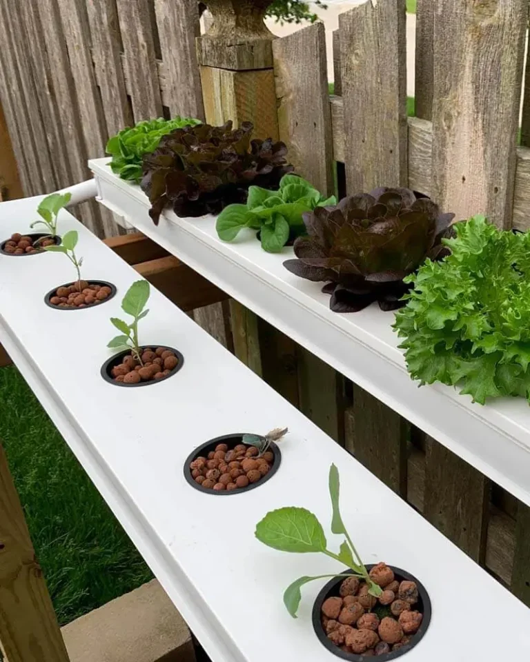 The Hydroponic Efficiency Matrix: Ranking Systems by Cost, Yield, and Maintenance