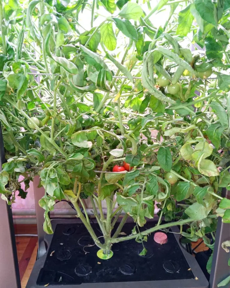 The Best Hydroponic Method for Tomatoes (My Hands-On Experience)