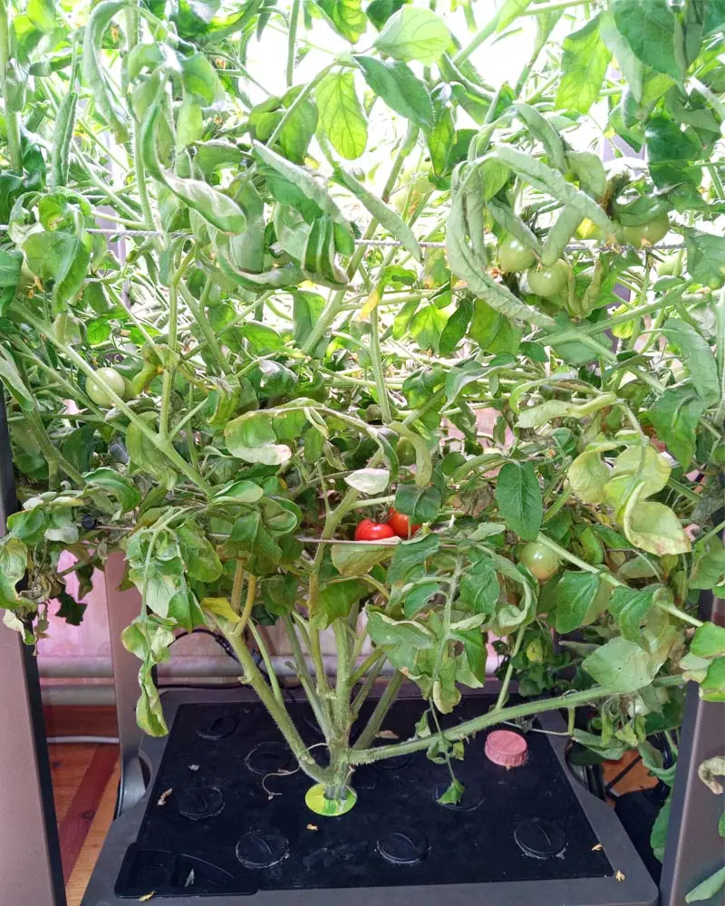 dwc tomatoes
