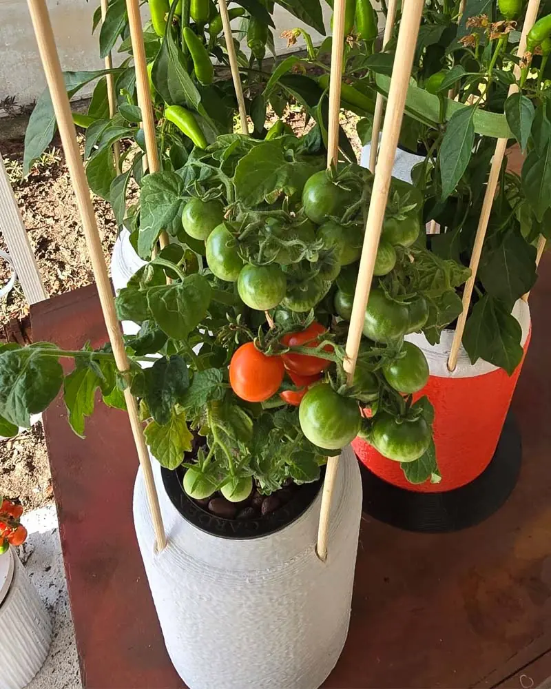 dwc tomatoes