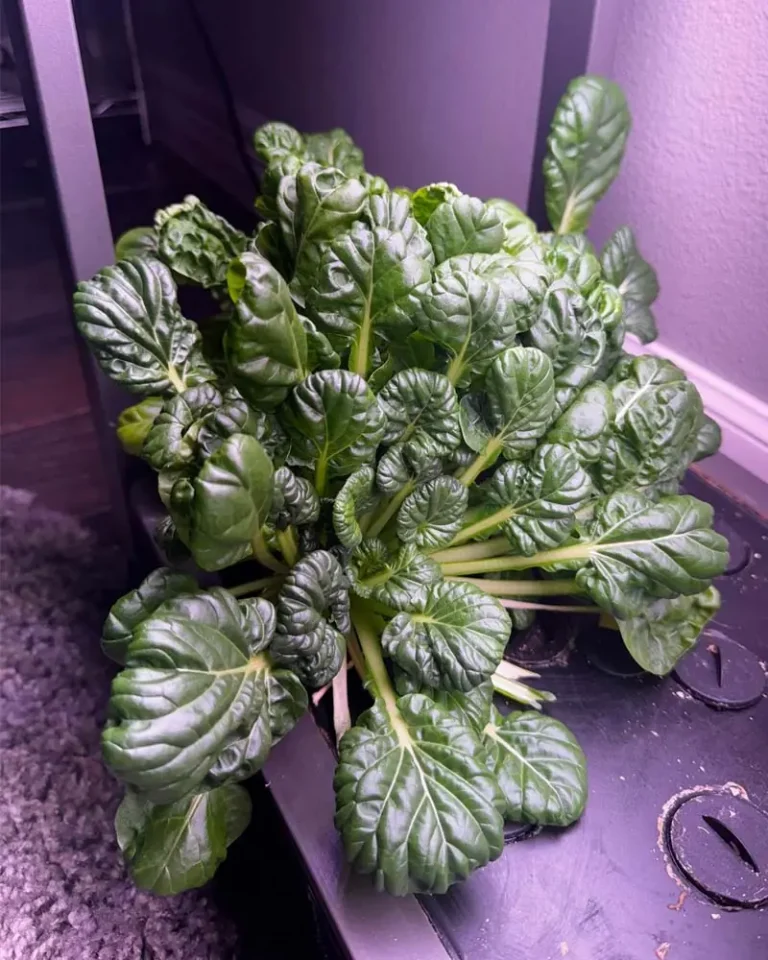 The Most Forgiving Hydroponic Crops for Beginners