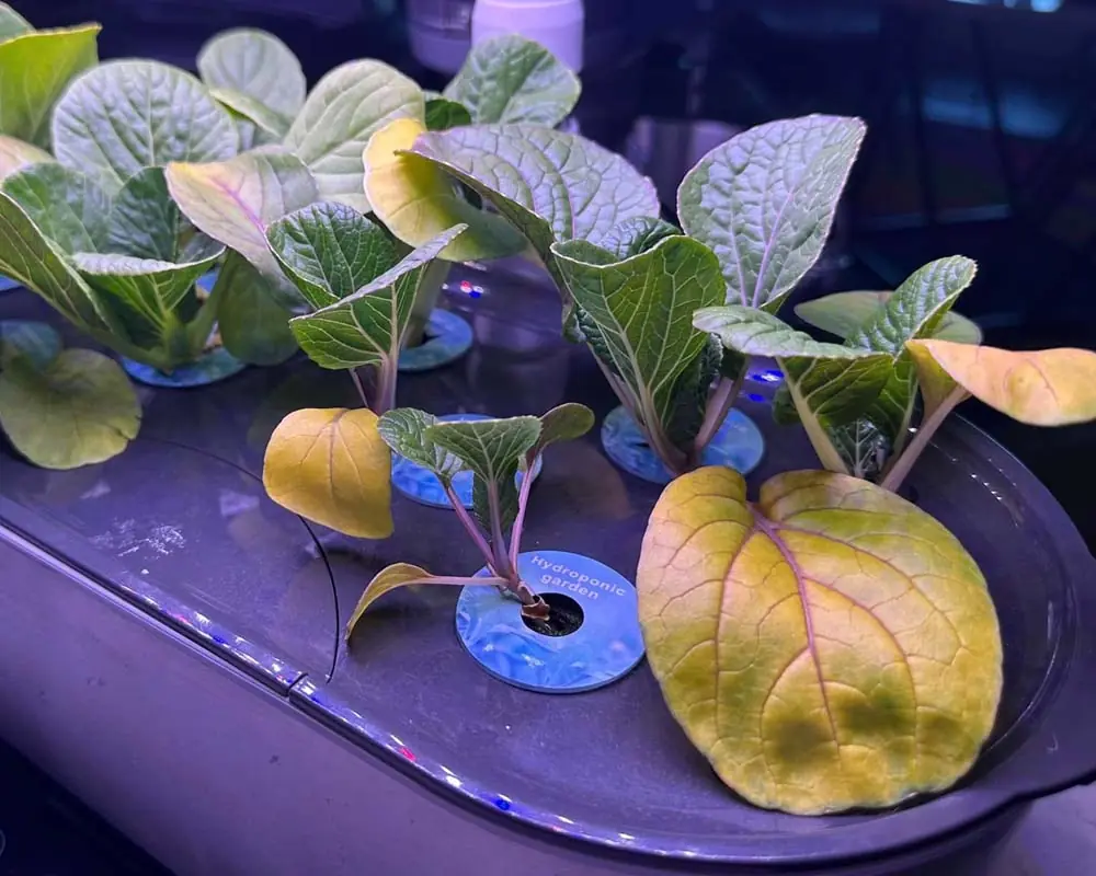 Bok choy plants growing in a countertop hydroponic system showing yellow lower leaves from nitrogen deficiency.