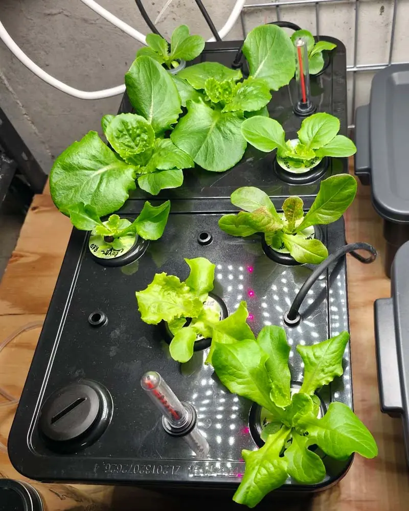 dwc-with-lettuce