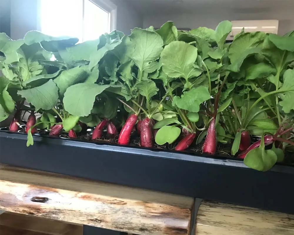 radishes