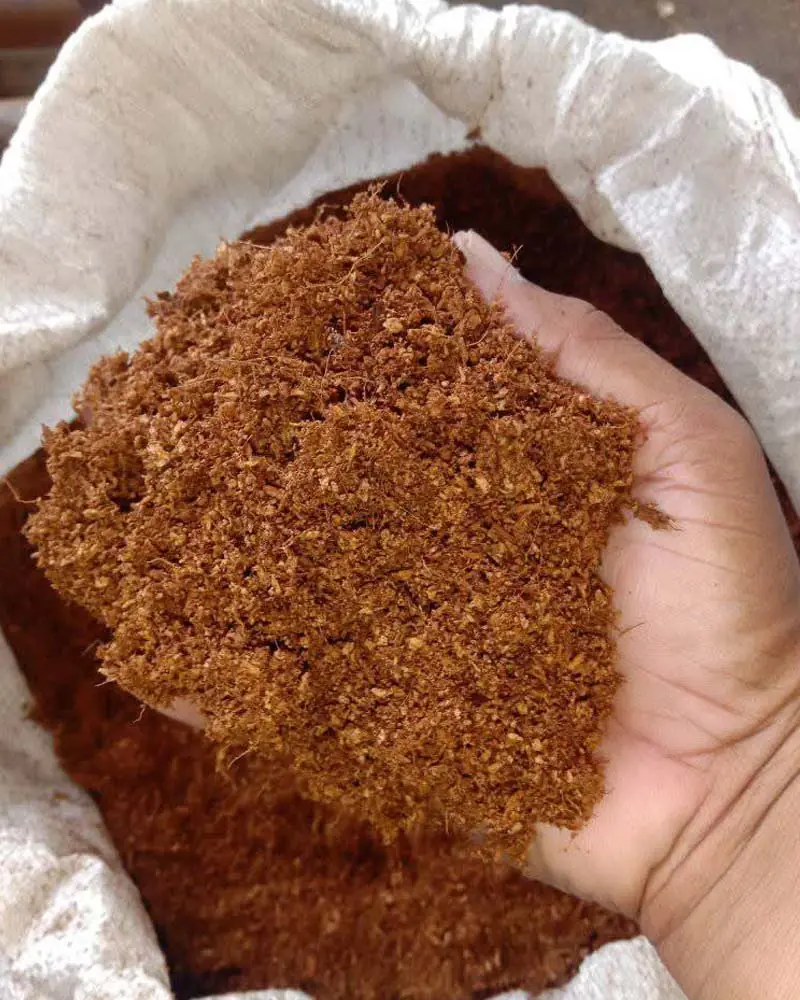 cococoir