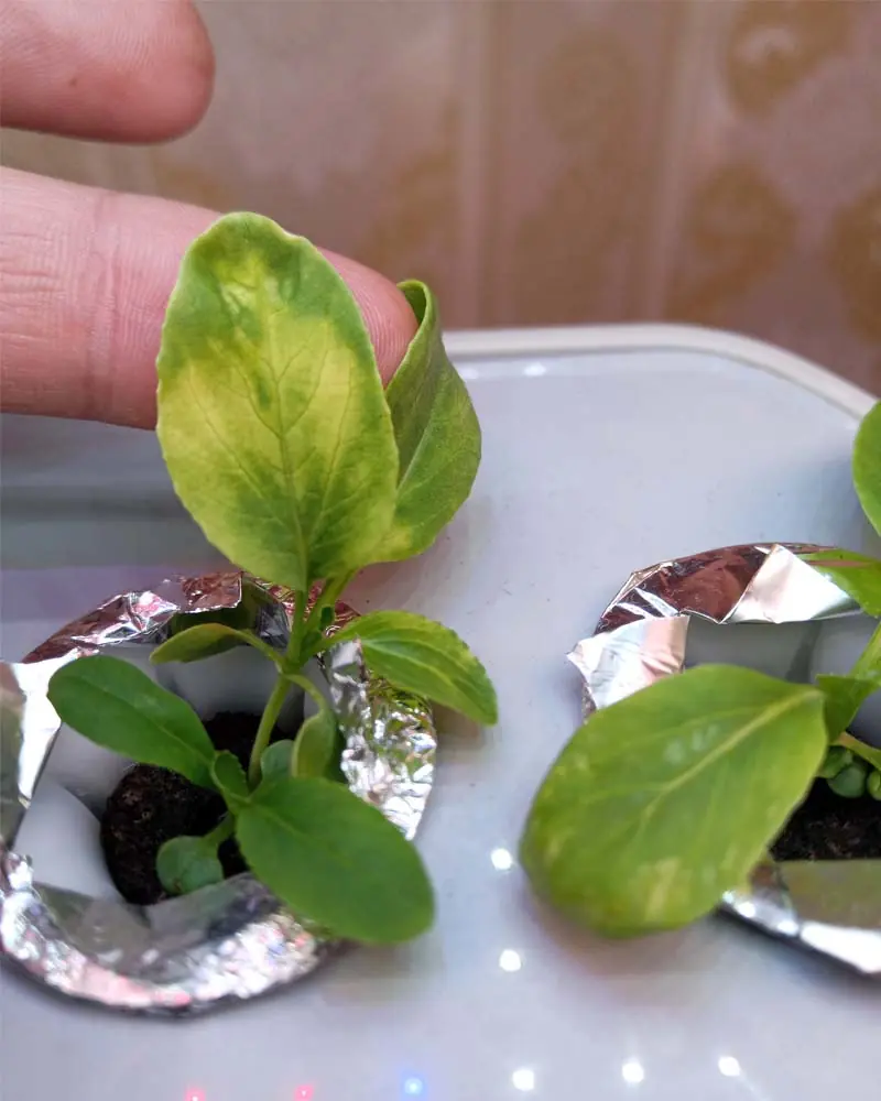 yellowing-due-to-high-water-ph