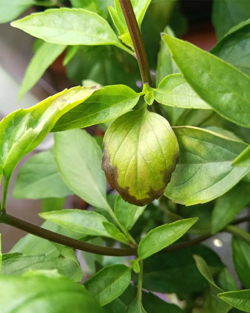 yellowing-due-to-root-rot