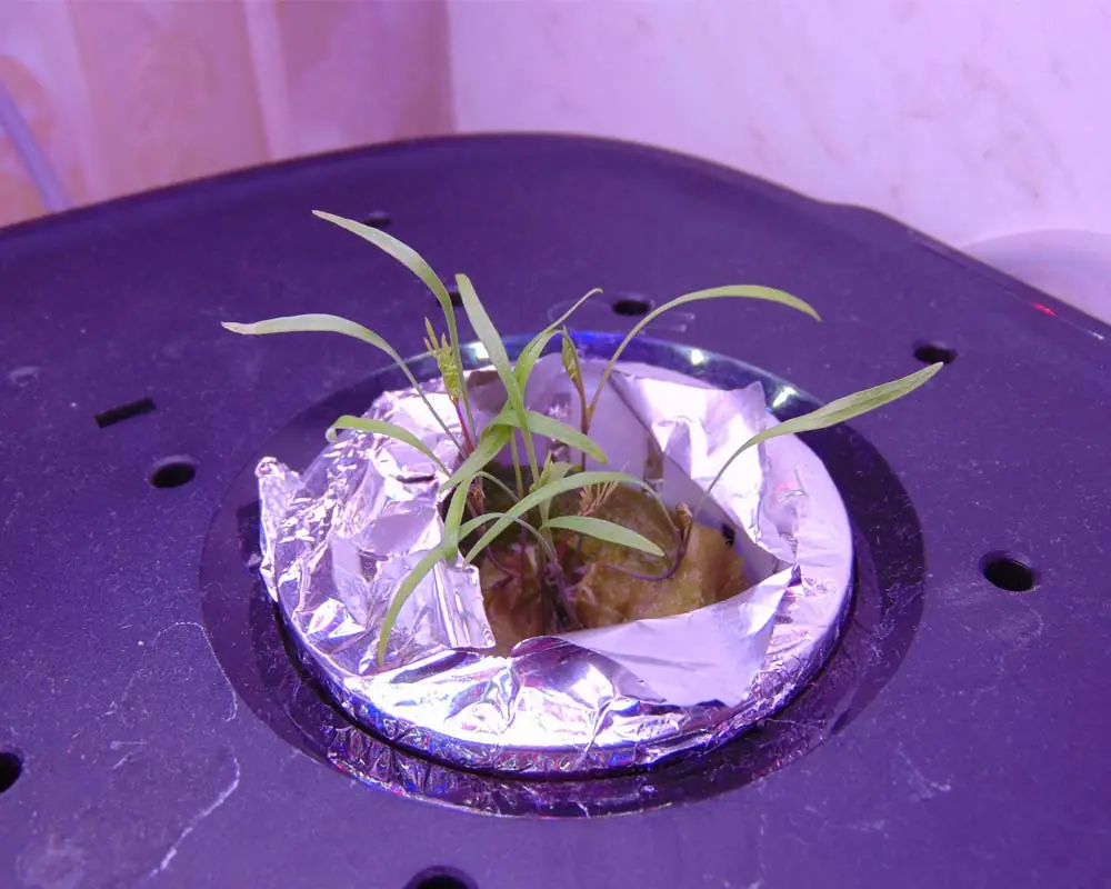 letpot-hydroponic-dill