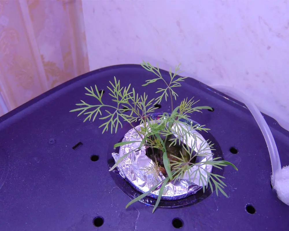 letpot-hydroponic-dill