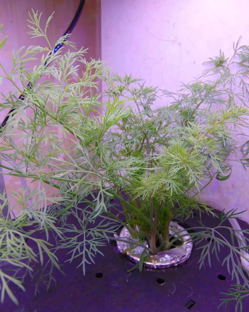 letpot-hydroponic-dill
