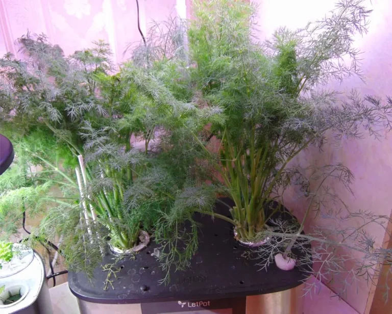 The Ultimate Guide to Growing Lush Dill in Your LetPot Max