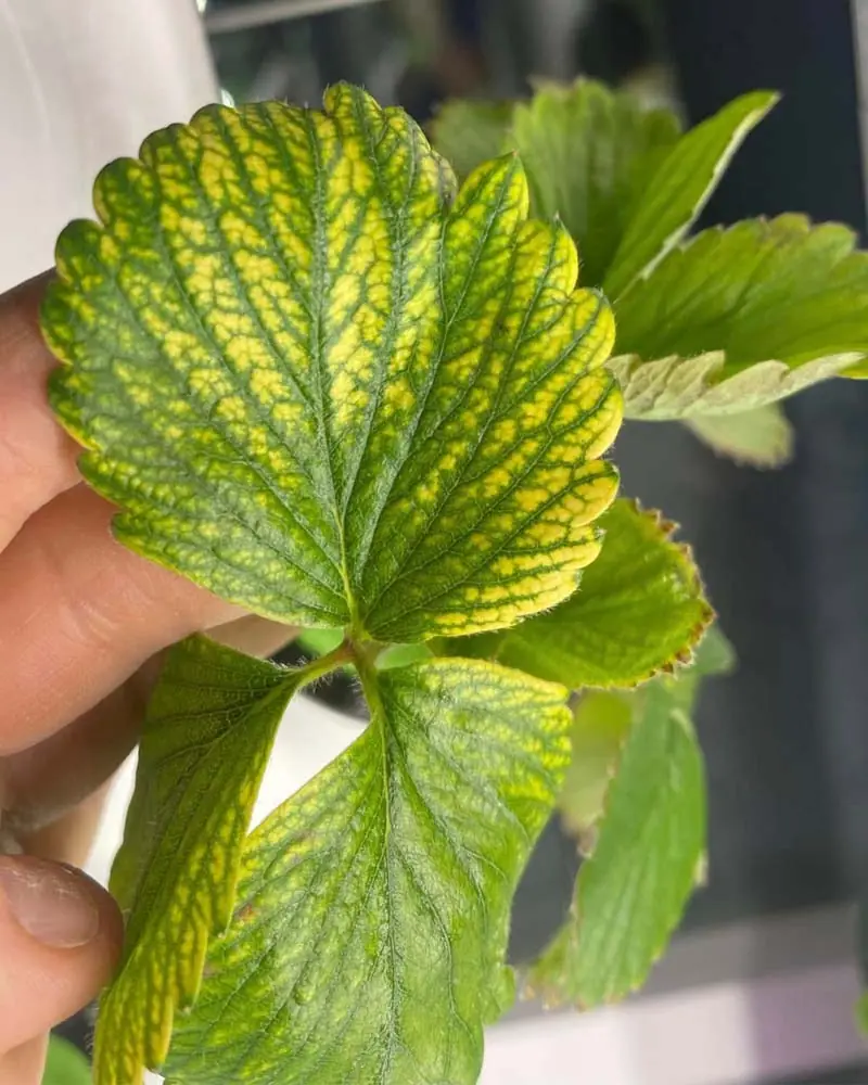 Close-up of a hydroponic strawberry leaf showing distinct yellowing between the green veins due to magnesium deficiency.