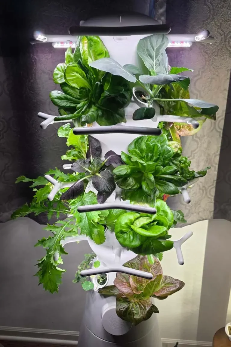 Why the NFT Tower is the Most Efficient Hydroponic Method for Lettuce