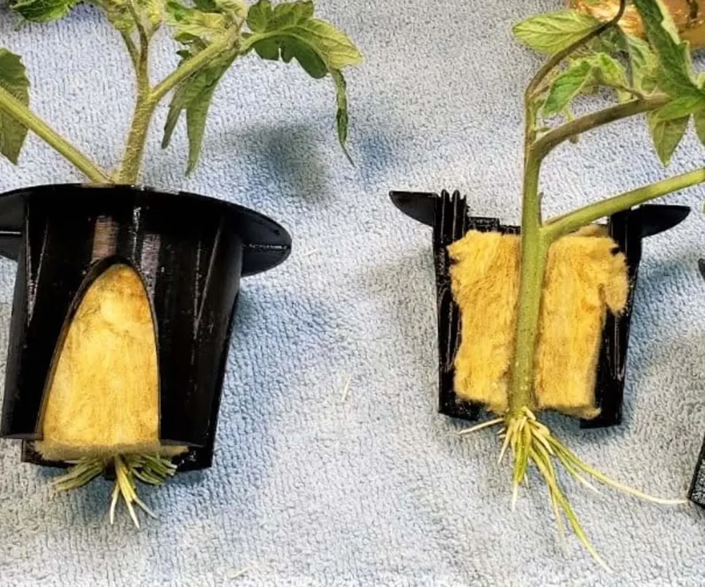 Tomato cuttings rooted in rockwool and hydroponic grow baskets, showing healthy white roots ready for transplanting into a hydroponic system.