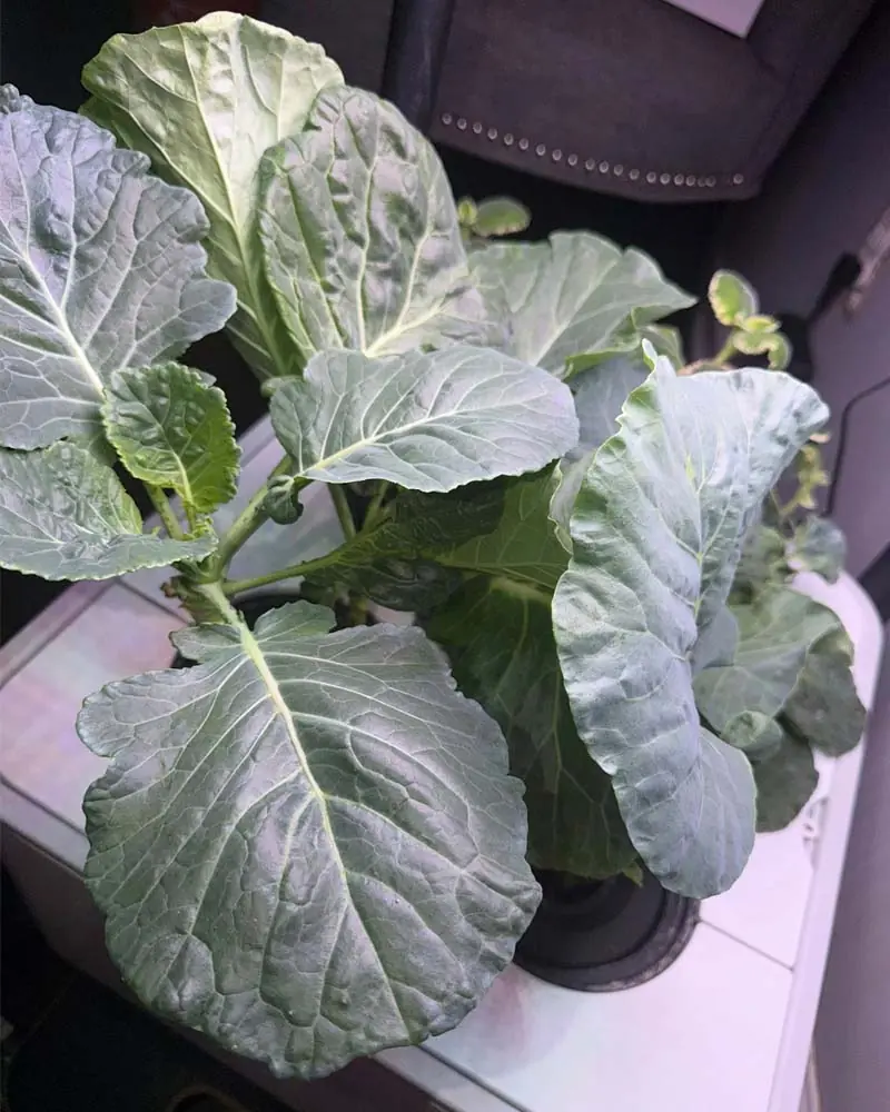 spinach-for-best-for-beginnders